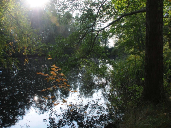 Teichblick